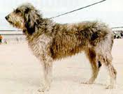 Griffon Nivernais